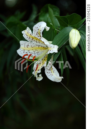 天然植物Yamayuri,日本特產品種。莖尖超過20厘米的豪華花朵 天然植物Yamayuri,日本特產品種。莖尖超過20厘米的豪華花朵 23504228