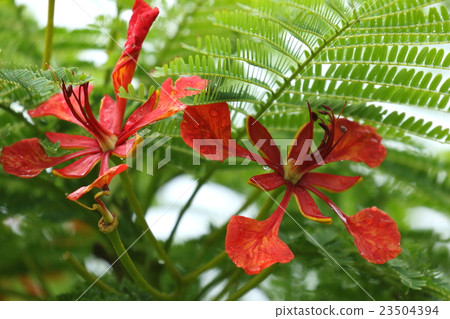 Natural plant Hoogobuku, Okinawa offers a comfortable shade of trees planted here and there Natural plant Hoogobuku, Okinawa offers a comfortable shade of trees planted here and there 23504394