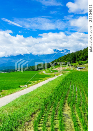 初夏的鄉村景觀（101） 23504651