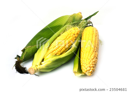 corn on a white background corn on a white background 23504681