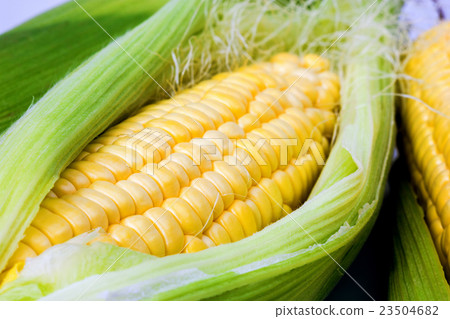corn on a white background corn on a white background 23504682