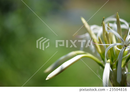 Flower of Hamayu 23504816