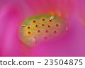 蓮花 23504875