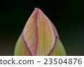 蓮花 23504876