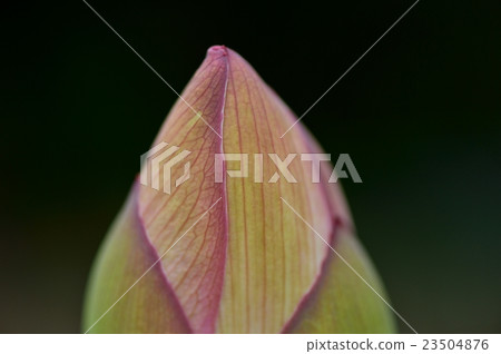 蓮花 23504876
