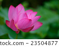 蓮花 23504877