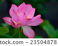 蓮花 23504878