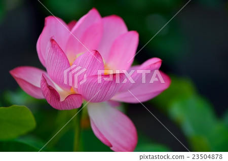 蓮花 蓮花 23504878