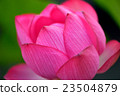 蓮花 23504879