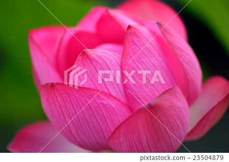 蓮花 蓮花 23504879