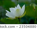 蓮花 23504880