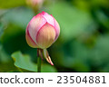 蓮花 23504881