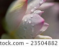 蓮花 23504882