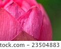 蓮花 23504883