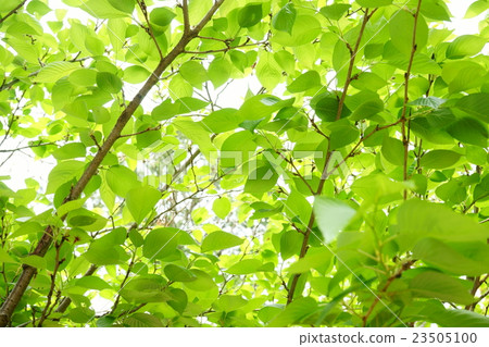In the fresh green forest In the fresh green forest 23505100
