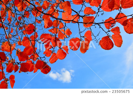 紅花Mansaku秋葉 23505675