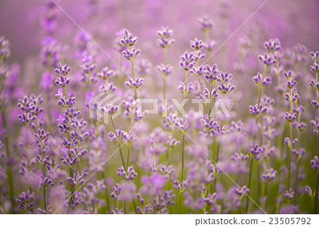Meadow of lavender. Nature composition. Meadow of lavender. Nature composition. 23505792