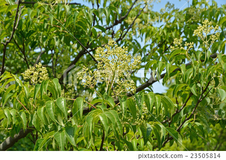 Tree: Gonzui bean curd 23505814
