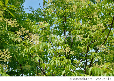 樹：貢子豆腐 23505817