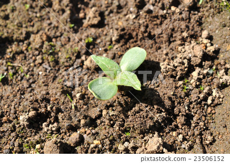 暑假觀察日記迷你向日葵幼苗 23506152