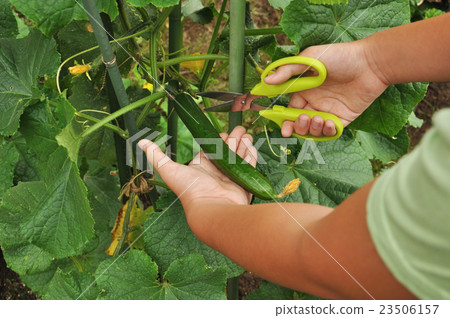 Beginner's home gardening Children's cucumber harvest Beginner's home gardening Children's cucumber harvest 23506157