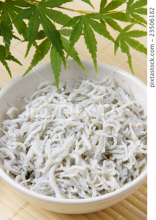 Shine Shine 23506182