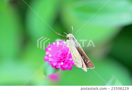 Seseri蝴蝶抽sengoku沒有蜂蜜 23506229