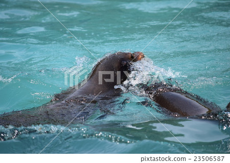 Sea lion _ Tennoji Zoo 23506587