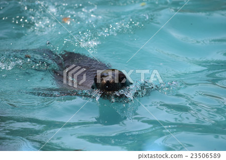 Sea lion _ Tennoji Zoo Sea lion _ Tennoji Zoo 23506589