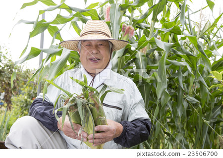 Harvesting of corn Harvesting of corn 23506700
