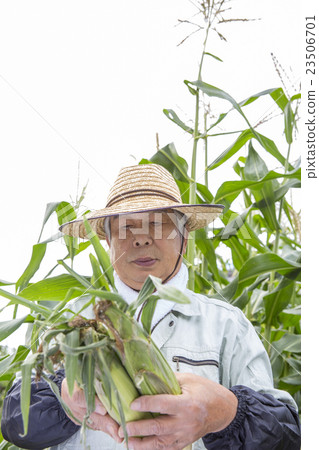 Harvesting of corn Harvesting of corn 23506701