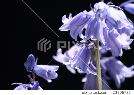 席勒Campanulata 23506722