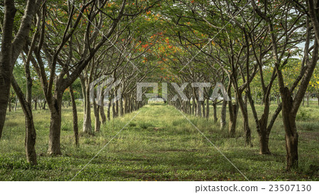 Landscape of natural spring trees in the summer  23507130