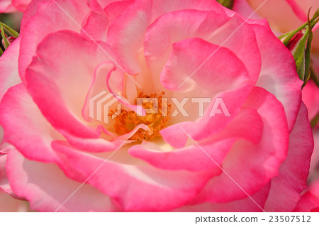 Tree: Rose (Nicole) Rosaceae Tree: Rose (Nicole) Rosaceae 23507512