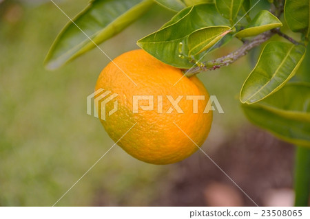 The fruit of Kunenbo 23508065