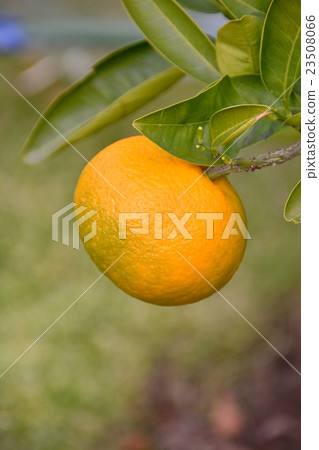 The fruit of Kunenbo 23508066