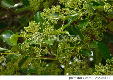 图库照片 木犀科(植物种类 圆锥花序 中等高度的常青树