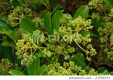 樹：鼠標鼠標 23508143