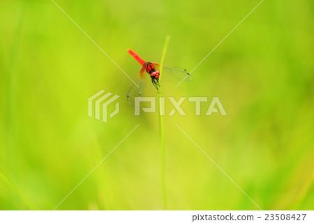 Hachijotombo Hachijotombo 23508427