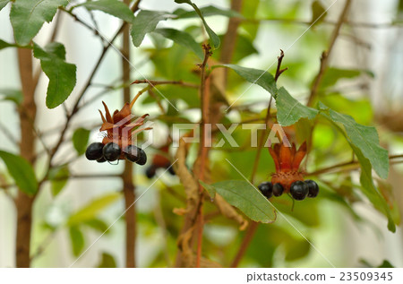 Tree: Mickey Mouse Plants Okina family 23509345