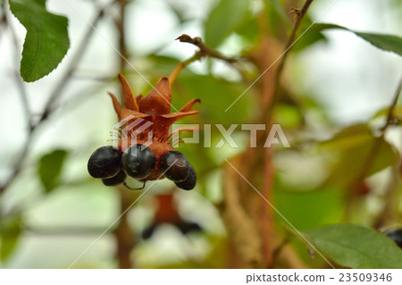 Tree: Mickey Mouse Plants Okina family Tree: Mickey Mouse Plants Okina family 23509346