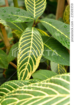 樹：Kinyooboku Fox家庭 23509359