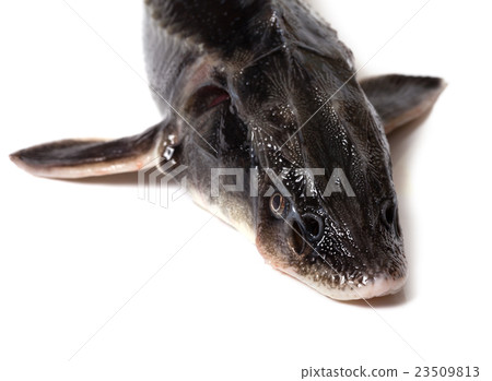 Fresh sterlet fish head 23509813