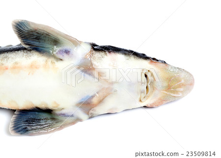 Dead sterlet fish 23509814