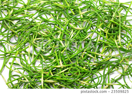 Background of fresh garlic scape Background of fresh garlic scape 23509825