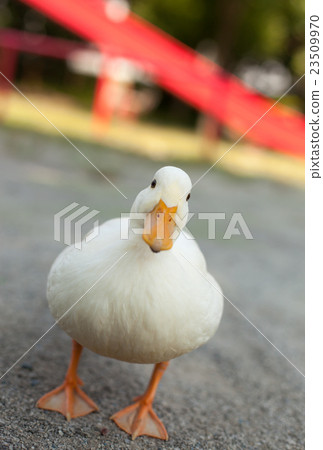 叫鴨子在公園裡玩 叫鴨子在公園裡玩 23509970