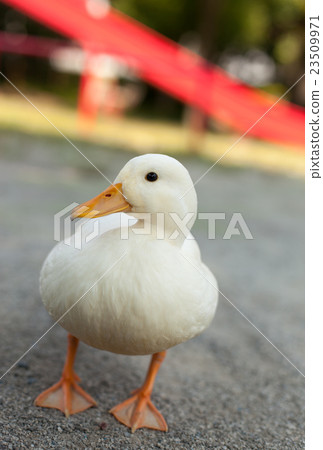 叫鴨子在公園裡玩 23509971