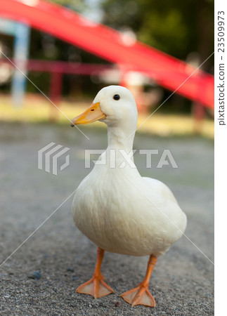 叫鴨子在公園裡玩 叫鴨子在公園裡玩 23509973