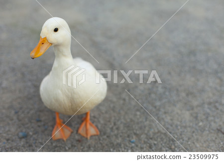 Call Duck playing in the park 23509975