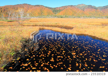 Ozegahara of grass autumn leaves and Hitoshiga floating river 23510319